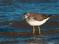 Tringa melanoleuca GREATER YELLOWLEGS 3004812z
