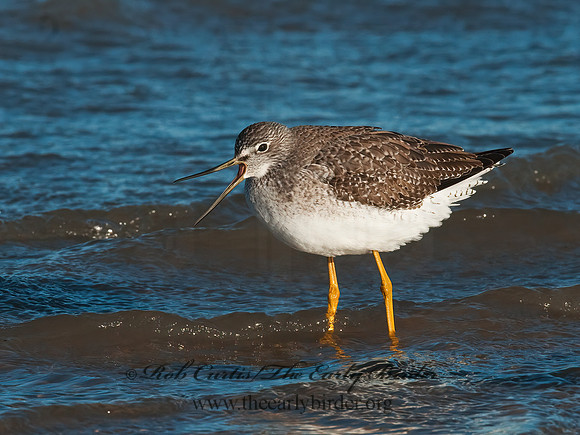 Tringa melanoleuca  GREATER YELLOWLEGS 3004812z