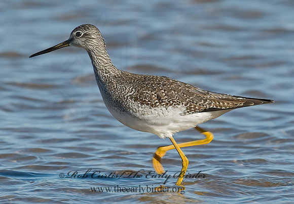 Tringa melanoleuca  GREATER YELLOWLEGS 6028275z