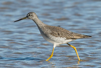 Tringa melanoleuca GREATER YELLOWLEGS 6028274z