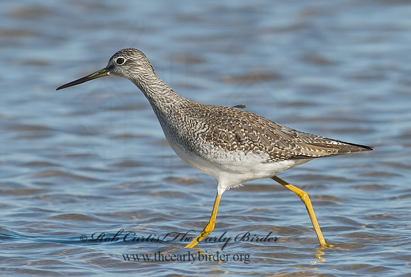 Tringa melanoleuca  GREATER YELLOWLEGS 6028274z