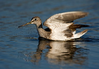 Tringa melanoleuca GREATER YELLOWLEGS 8019177z