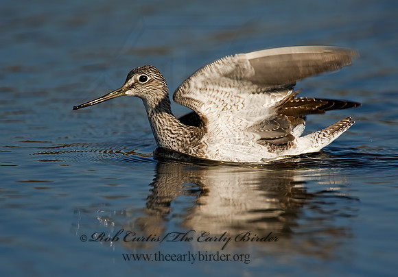 Tringa melanoleuca  GREATER YELLOWLEGS 8019177z