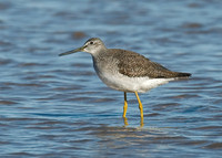 Tringa melanoleuca GREATER YELLOWLEGS 6028253z
