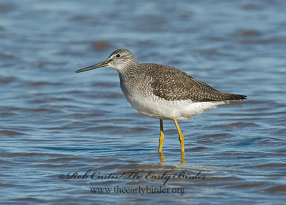 Tringa melanoleuca  GREATER YELLOWLEGS 6028253z