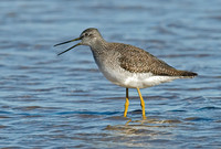 Tringa melanoleuca GREATER YELLOWLEGS 6028255z