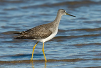 Tringa melanoleuca GREATER YELLOWLEGS 6028246z