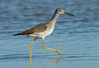 Tringa melanoleuca GREATER YELLOWLEGS 6028257z