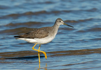 Tringa melanoleuca GREATER YELLOWLEGS 6028247z