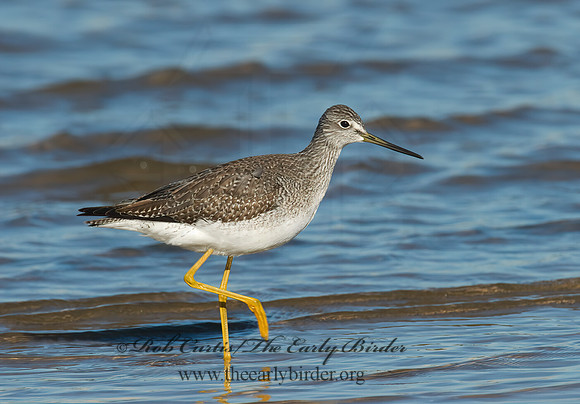 Tringa melanoleuca  GREATER YELLOWLEGS 6028247z