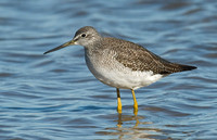 Tringa melanoleuca GREATER YELLOWLEGS 6028263z