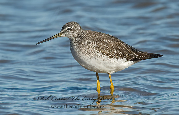 Tringa melanoleuca  GREATER YELLOWLEGS 6028263z