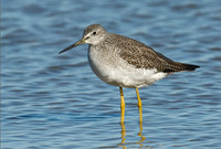 Tringa melanoleuca GREATER YELLOWLEGS 6028265z