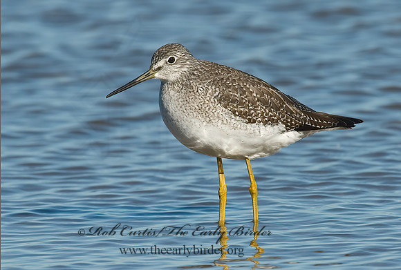 Tringa melanoleuca  GREATER YELLOWLEGS 6028265z
