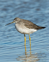 Tringa melanoleuca GREATER YELLOWLEGS 6028267z
