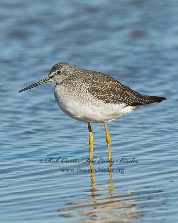 Tringa melanoleuca  GREATER YELLOWLEGS 6028267z