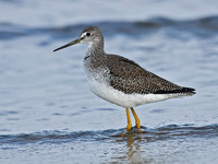 Tringa melanoleuca GREATER YELLOWLEGS 7012738z
