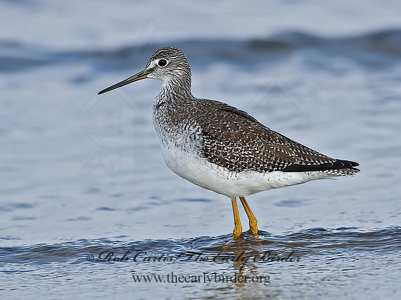 Tringa melanoleuca  GREATER YELLOWLEGS 7012738z