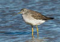 Tringa melanoleuca GREATER YELLOWLEGS 6028270z