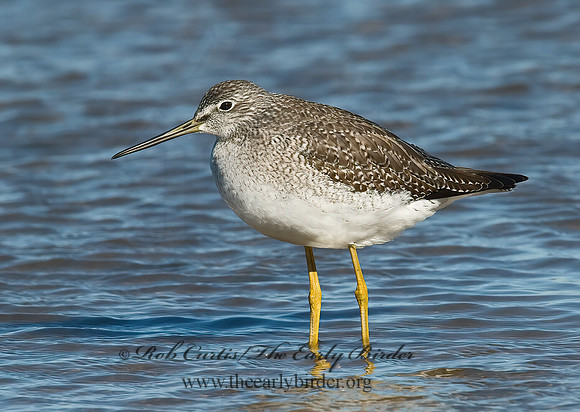Tringa melanoleuca  GREATER YELLOWLEGS 6028270z