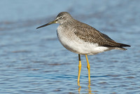 Tringa melanoleuca GREATER YELLOWLEGS 6028280z