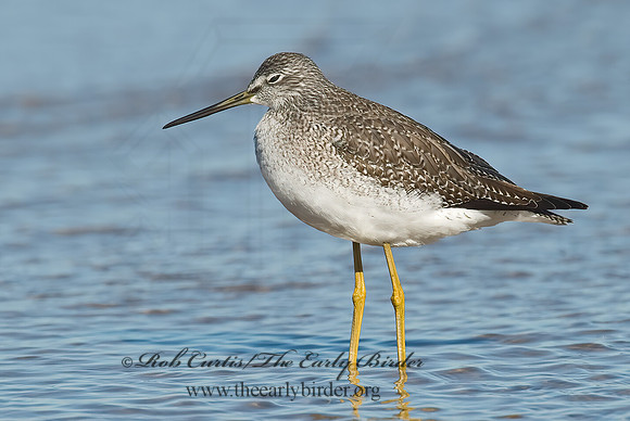 Tringa melanoleuca  GREATER YELLOWLEGS 6028280z