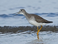 Tringa melanoleuca GREATER YELLOWLEGS 7012740z