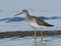 Tringa melanoleuca  GREATER YELLOWLEGS 7012741z