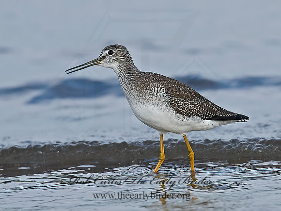 Tringa melanoleuca  GREATER YELLOWLEGS 7012741z