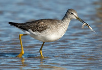 Tringa melanoleuca GREATER YELLOWLEGS 6028283sz