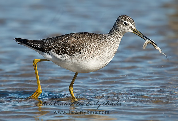 Tringa melanoleuca  GREATER YELLOWLEGS 6028283sz