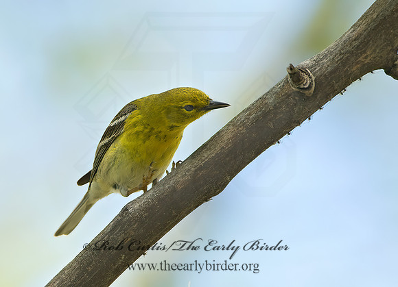 Setophaga pinus  PINE WARBLER 9045350z