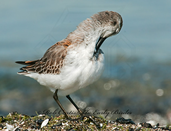 Calidris mauri  WESTERN SANDPIPER 3010293 z