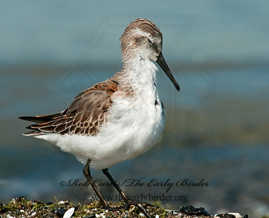 Calidris mauri  WESTERN SANDPIPER 3010292 z