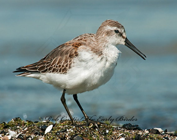Calidris mauri  WESTERN SANDPIPER 3010296 z