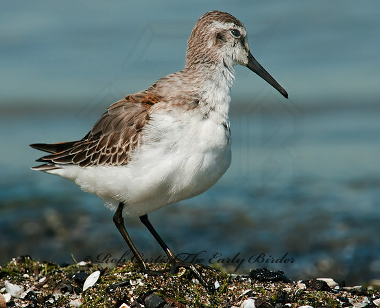 Calidris mauri  WESTERN SANDPIPER 3010294 z