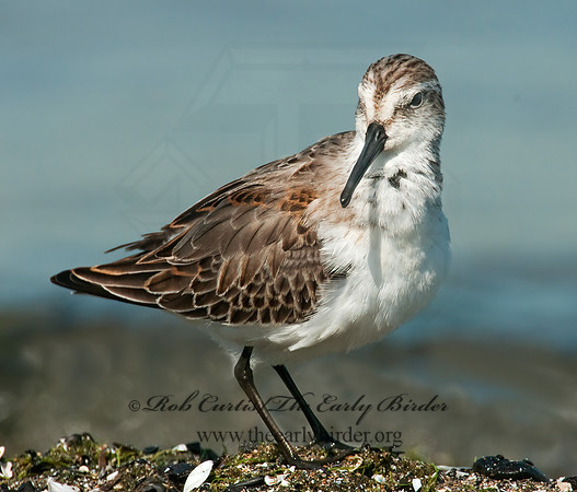 Calidris mauri  WESTERN SANDPIPER 3010297 z