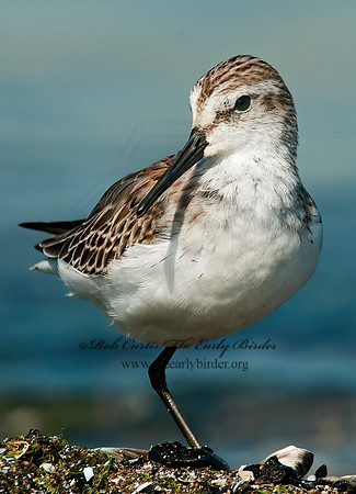 Calidris mauri  WESTERN SANDPIPER 3010299 z