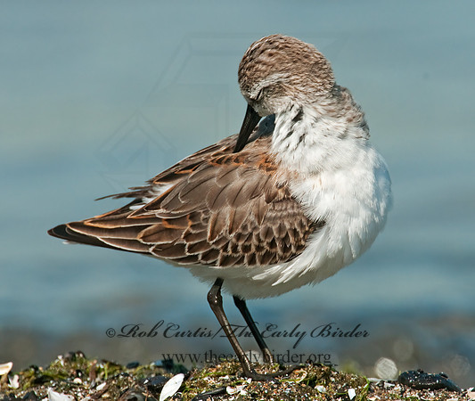 Calidris mauri  WESTERN SANDPIPER 3010298 z
