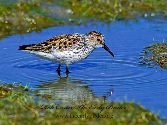 Calidris mauri  WESTERN SANDPIPER 228421 z