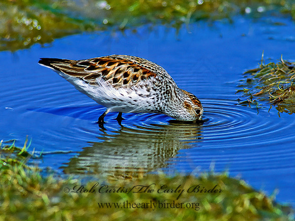 Calidris mauri  WESTERN SANDPIPER 228423 z