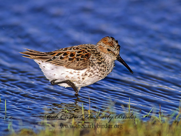 Calidris mauri  WESTERN SANDPIPER 231433 z