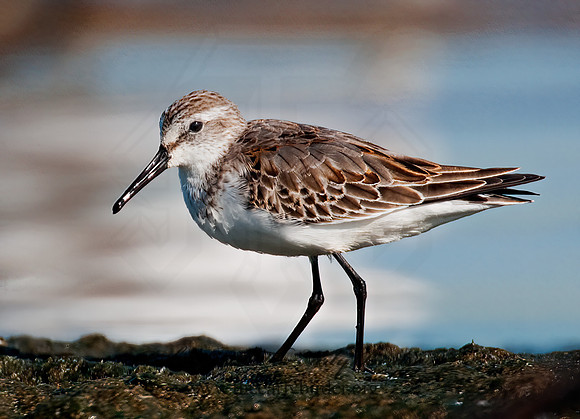 Calidris mauri  WESTERN SANDPIPER 3010262 z