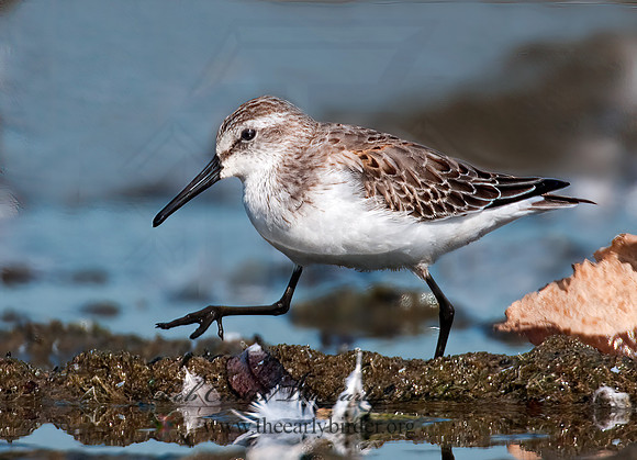 Calidris mauri  WESTERN SANDPIPER 3010263 z
