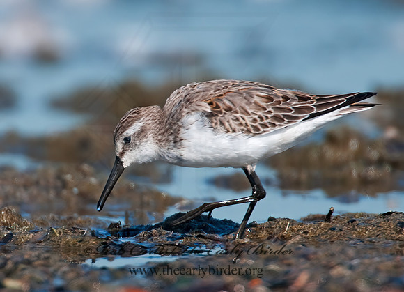 Calidris mauri  WESTERN SANDPIPER 3010266 z