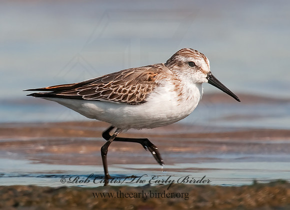 Calidris mauri  WESTERN SANDPIPER 3010275 z