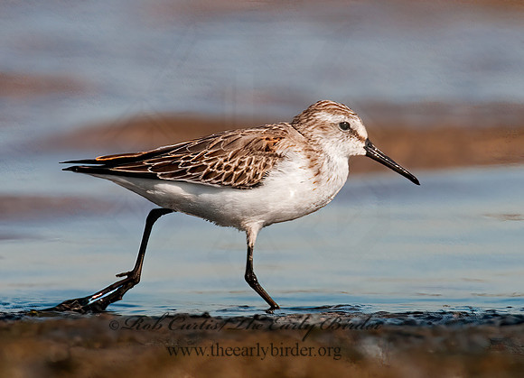Calidris mauri  WESTERN SANDPIPER 3010272 z