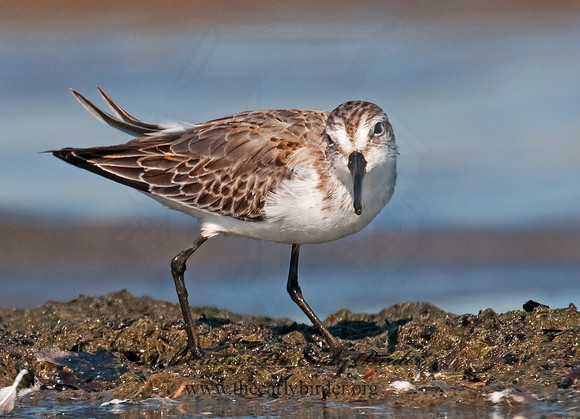 Calidris mauri  WESTERN SANDPIPER 3010267 z