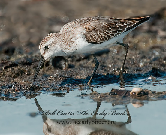 Calidris mauri  WESTERN SANDPIPER 3010280 z