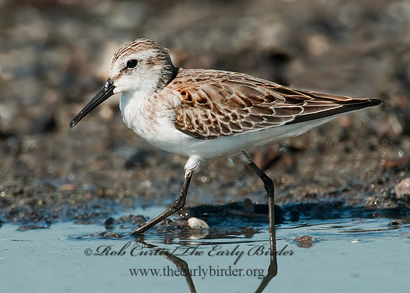 Calidris mauri  WESTERN SANDPIPER 3010281 z